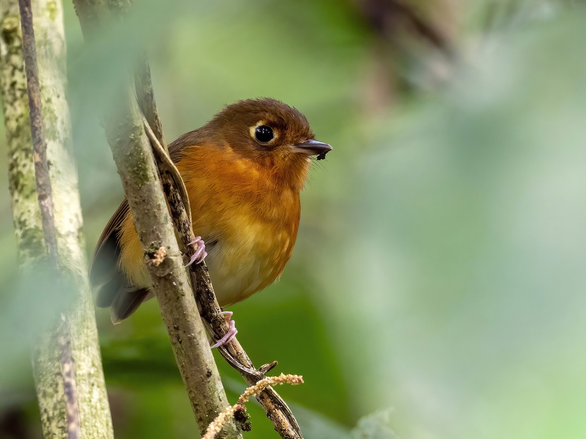 Rusty-breasted Antpitta - ML429934761