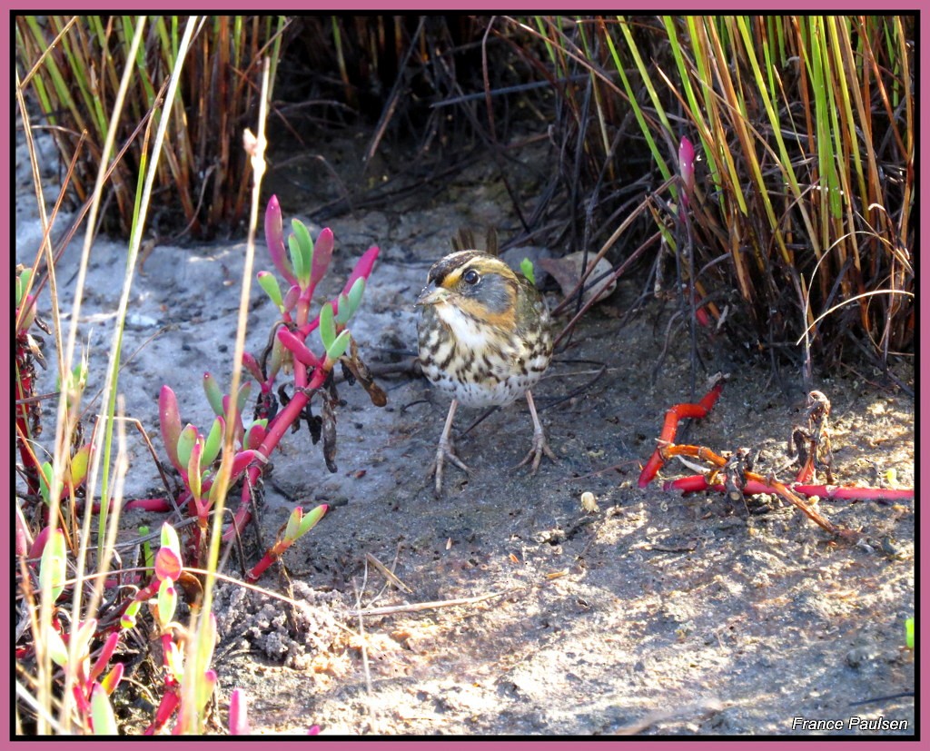 Saltmarsh Sparrow - ML42993661