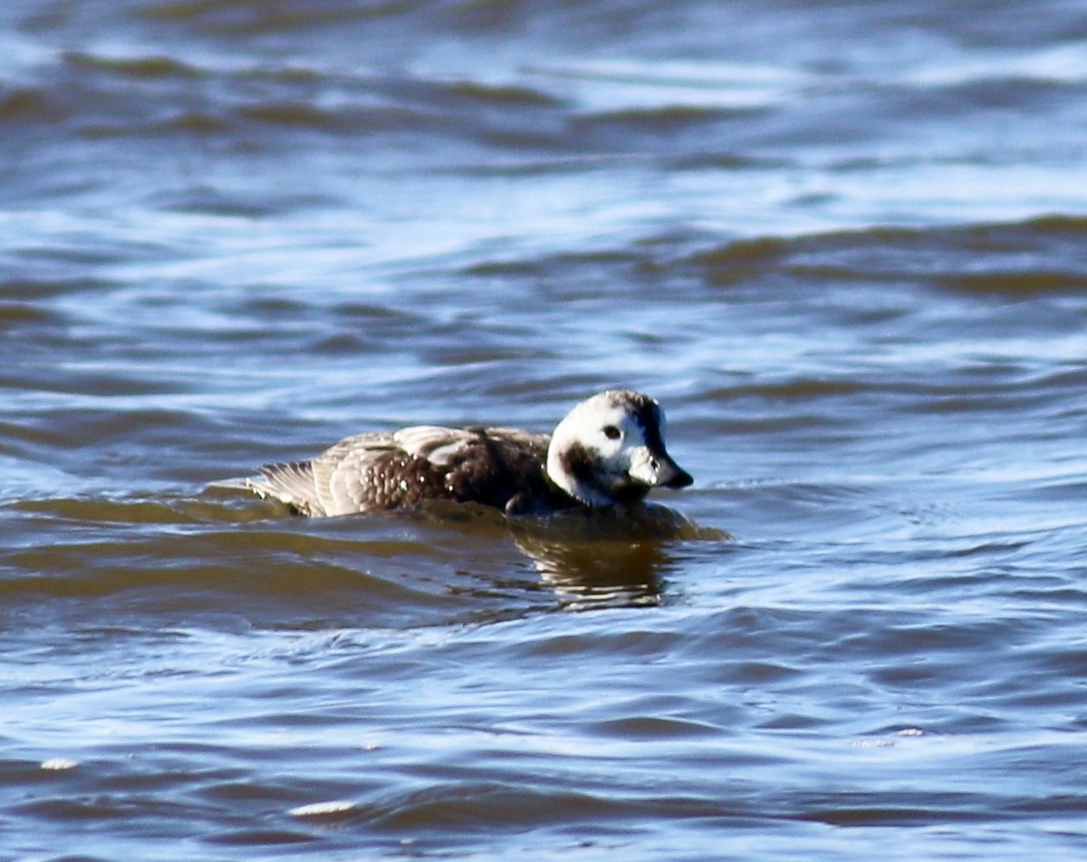 Long-tailed Duck - ML429936861