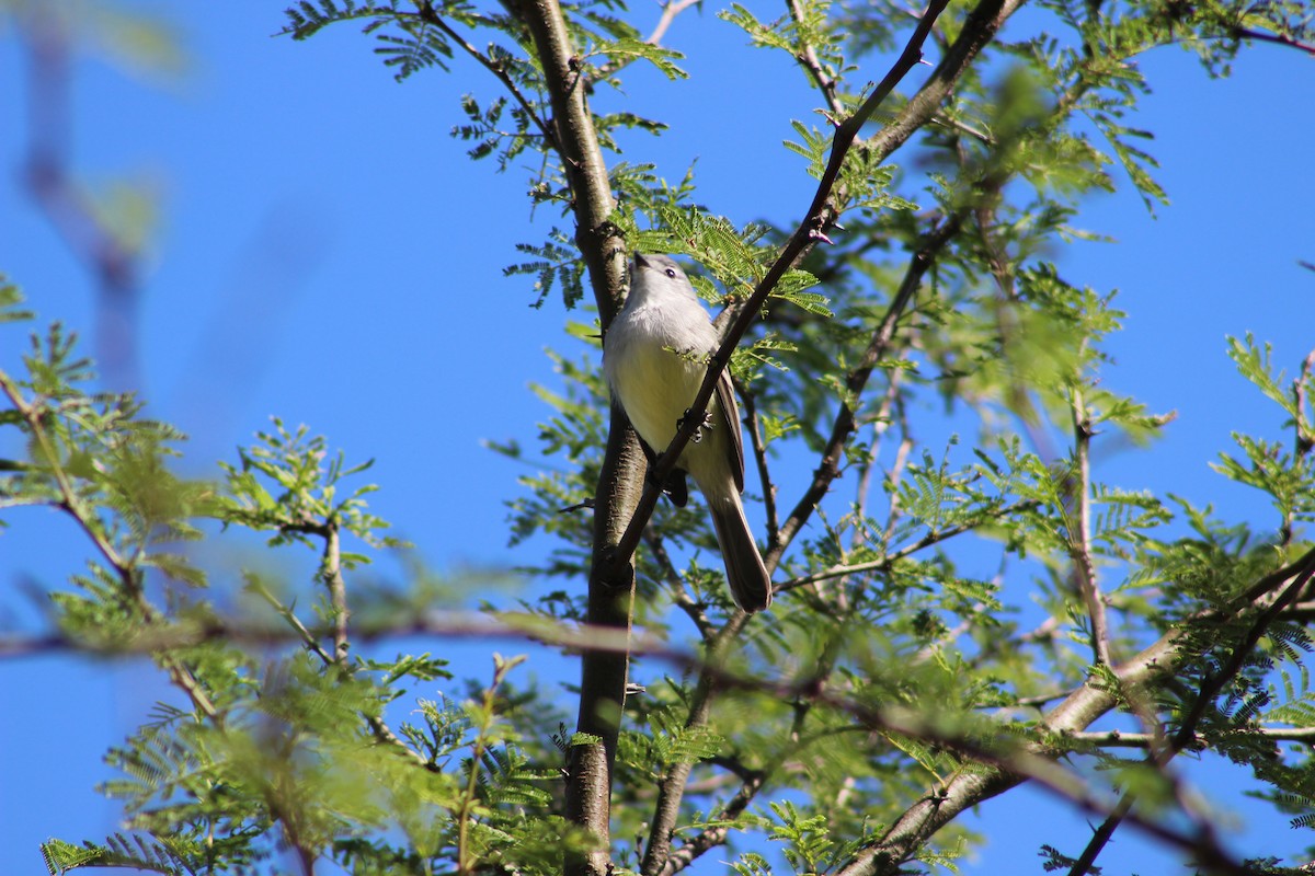 White-crested Tyrannulet (Sulphur-bellied) - ML429937111