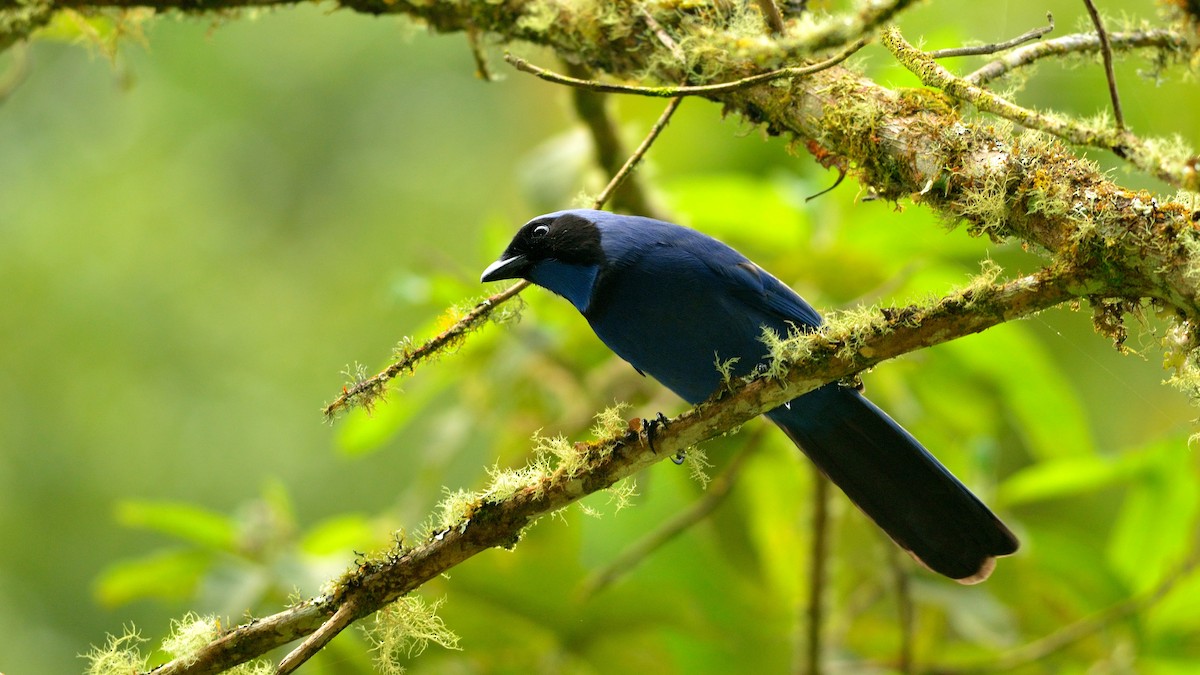 Black-collared Jay - Neil Diaz