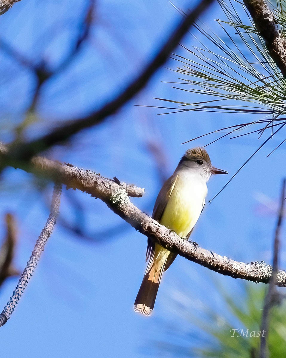 Great Crested Flycatcher - ML429938471