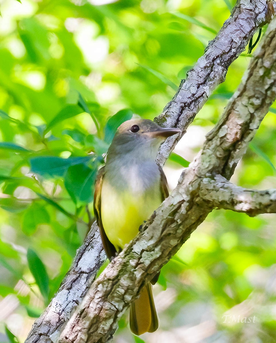 Great Crested Flycatcher - ML429938491