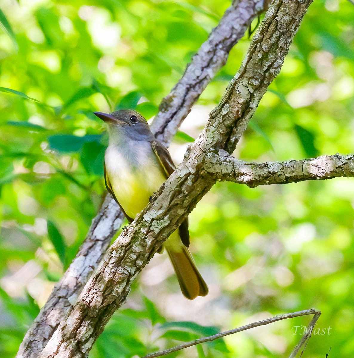 Great Crested Flycatcher - ML429938501