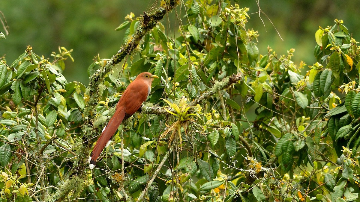 Squirrel Cuckoo - ML42993891