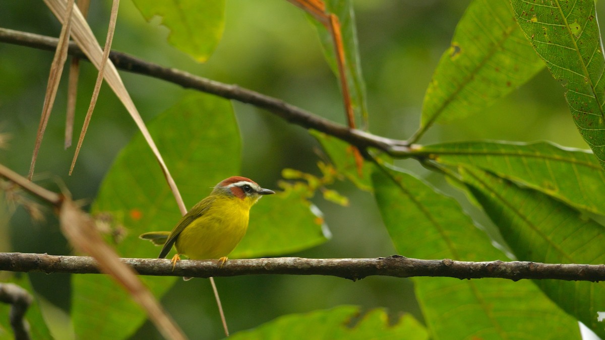 Chestnut-capped Warbler - ML42994181