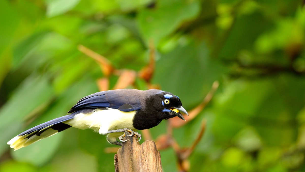 Black-chested Jay - Neil Diaz