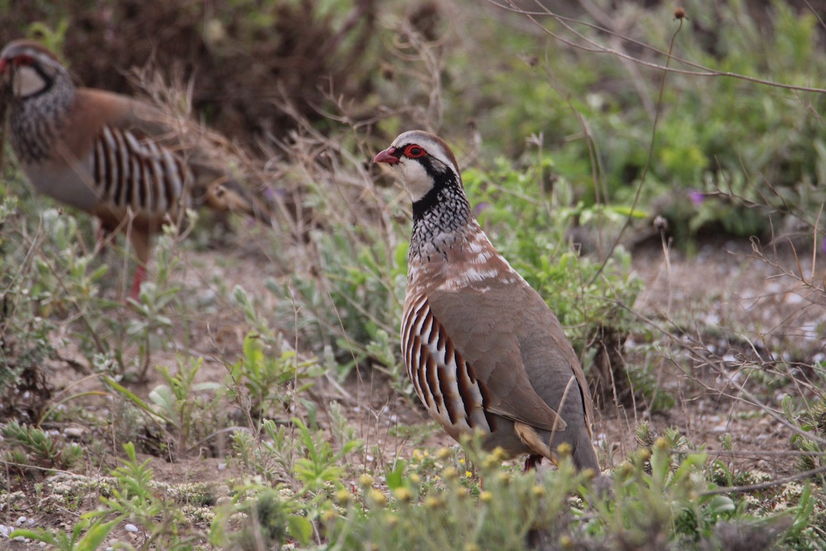 Red-legged Partridge - ML429942431