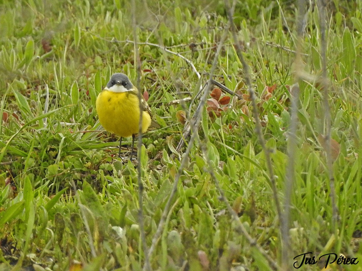 Western Yellow Wagtail (cinereocapilla) - ML429942481