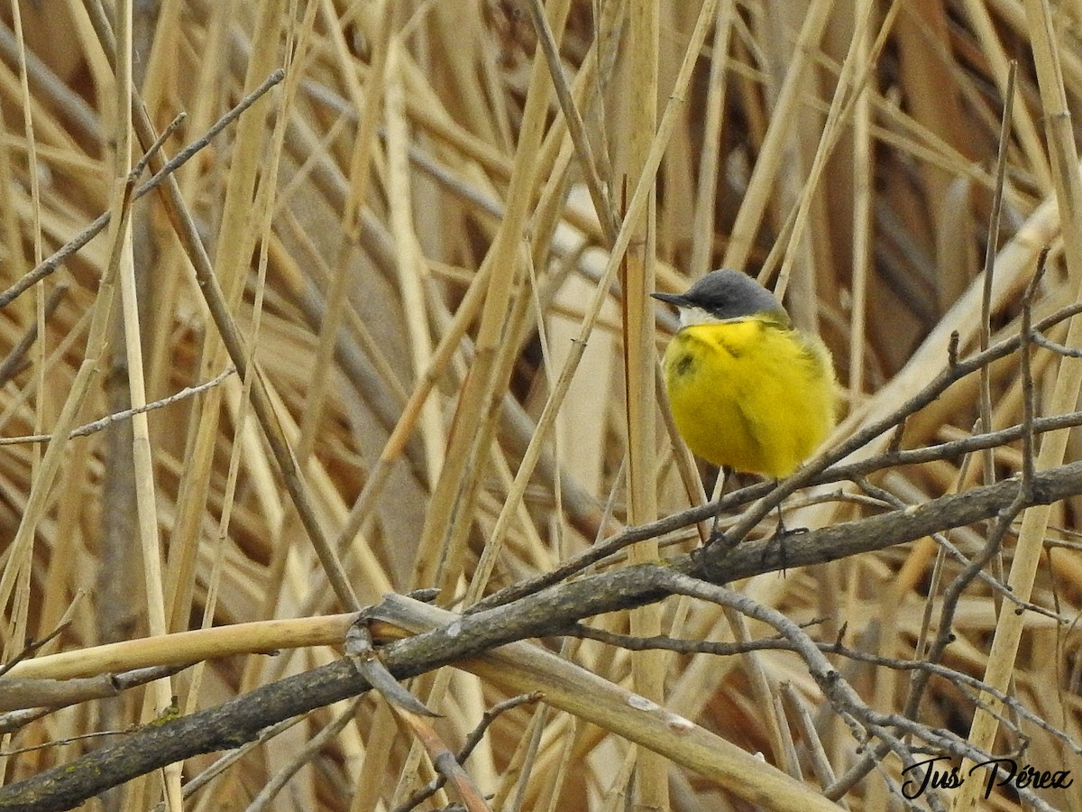 Western Yellow Wagtail (cinereocapilla) - ML429942491