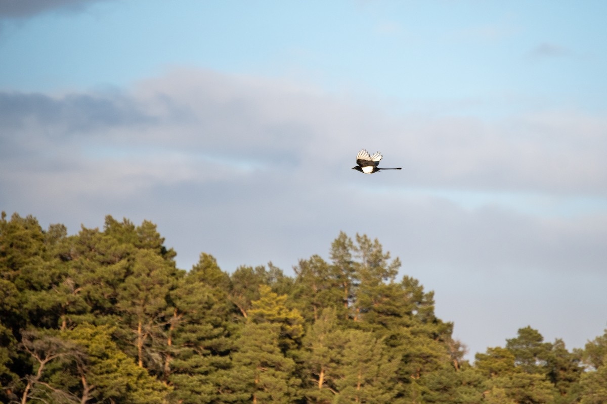 Eurasian Magpie - ML429943711
