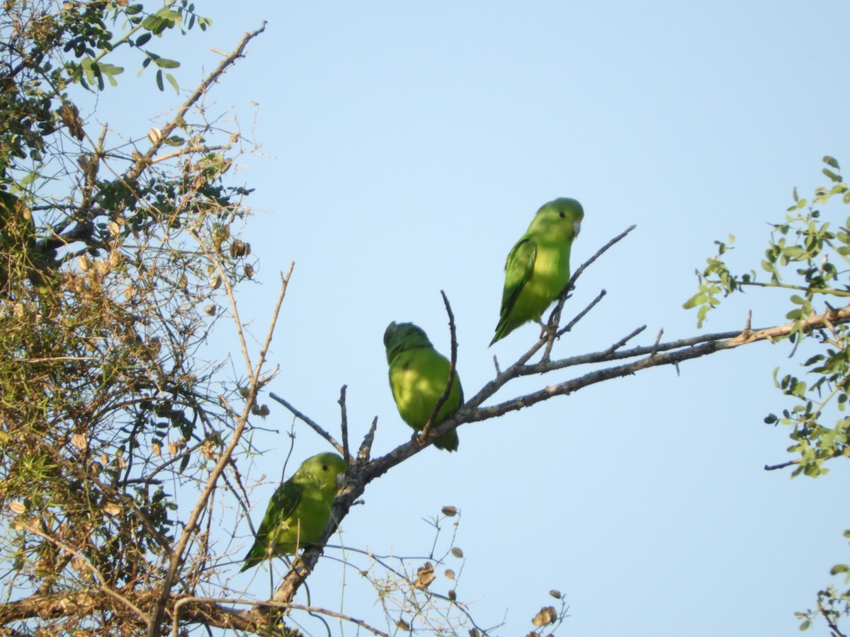 Blauflügel-Sperlingspapagei - ML429944181