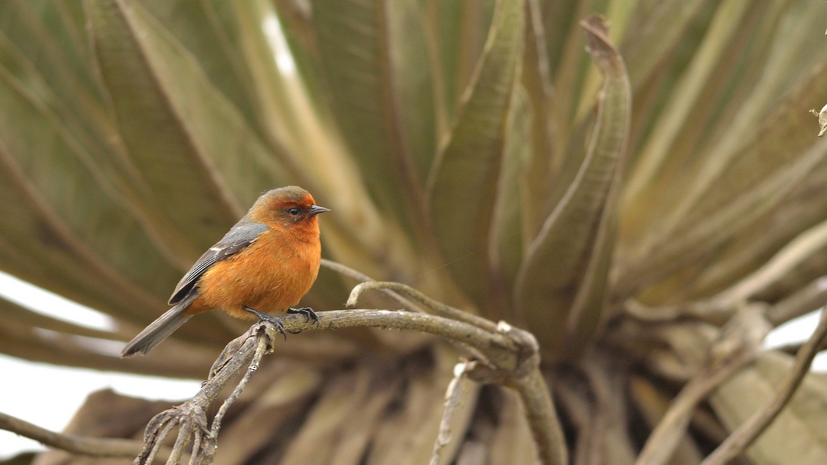 Rufous-browed Conebill - Neil Diaz