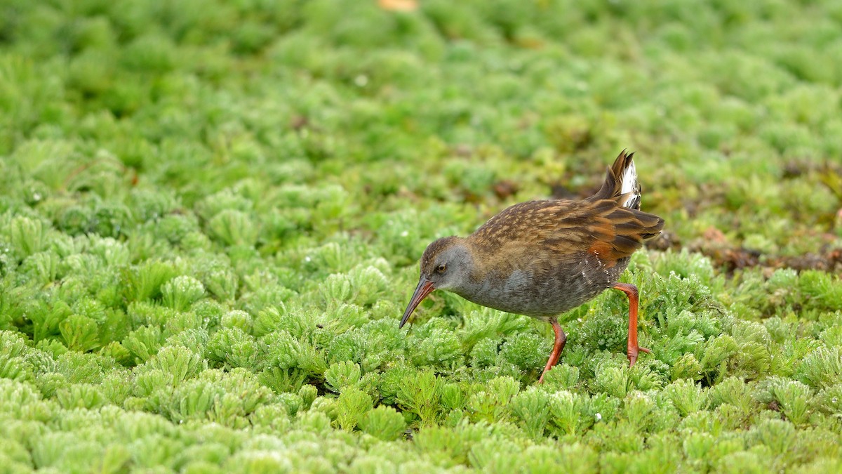 Bogota Rail - Neil Diaz