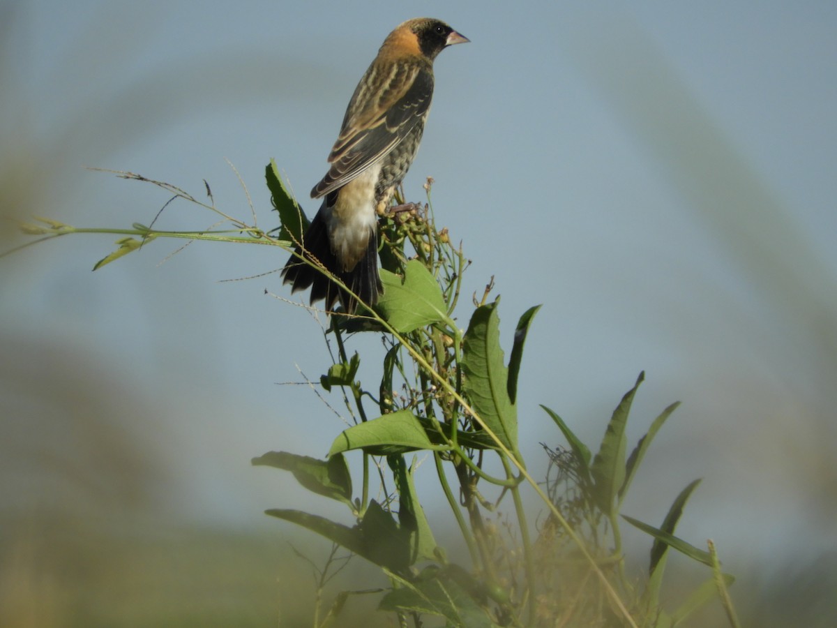 Bobolink - ML429945971