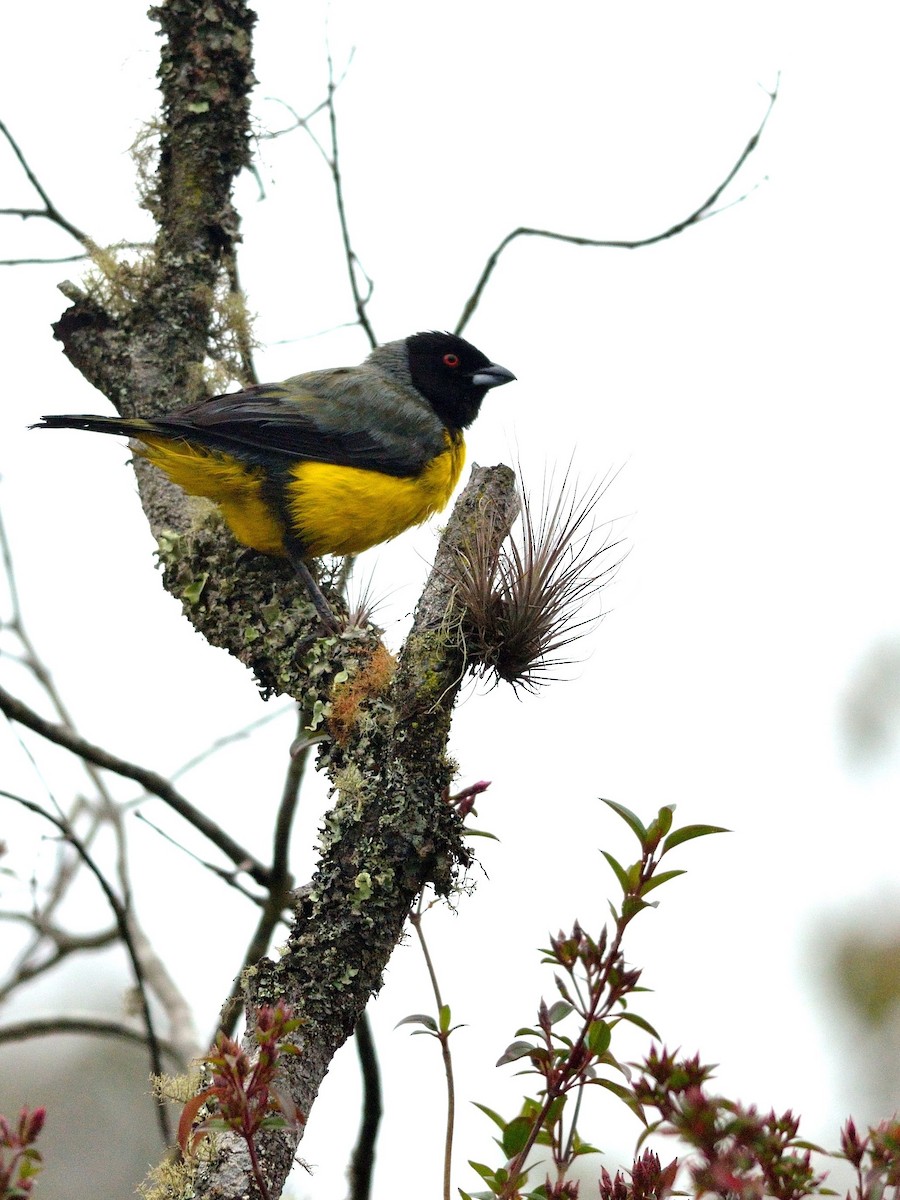 Hooded Mountain Tanager - Neil Diaz