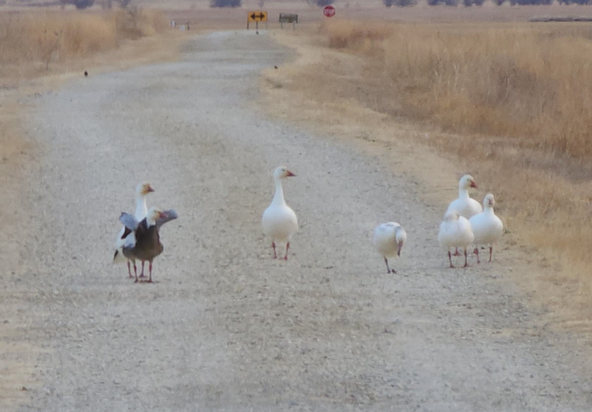 Snow Goose - ML429947871