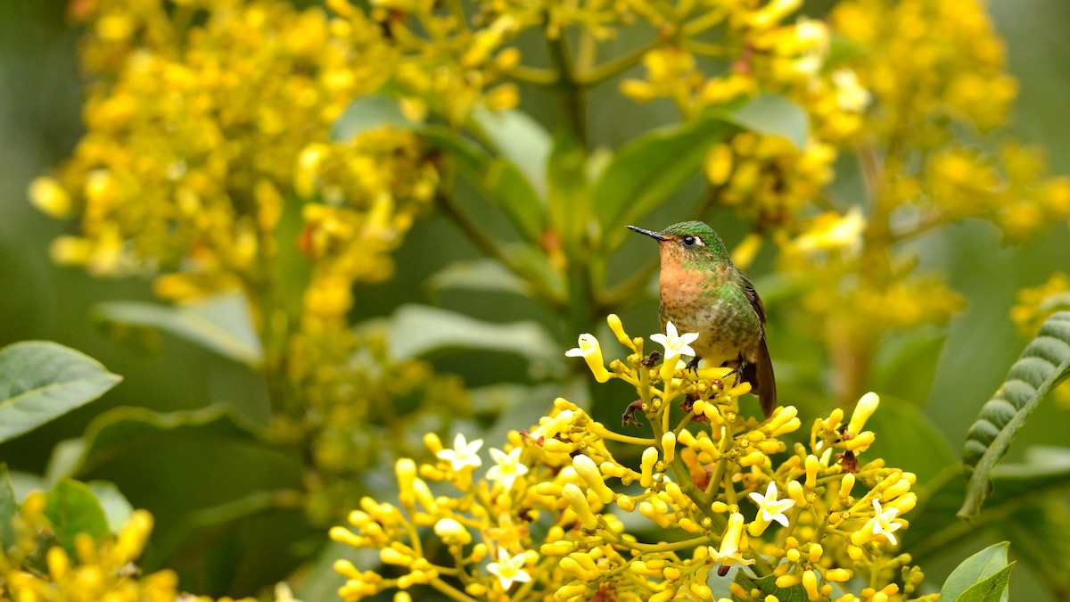 kolibřík dřišťálový - ML42994831