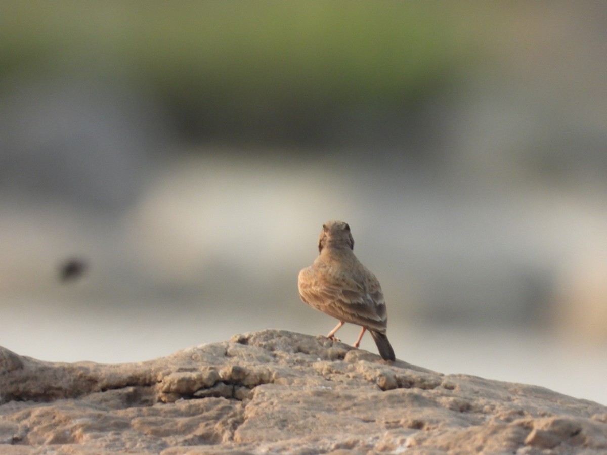 Ashy-crowned Sparrow-Lark - ML429948321