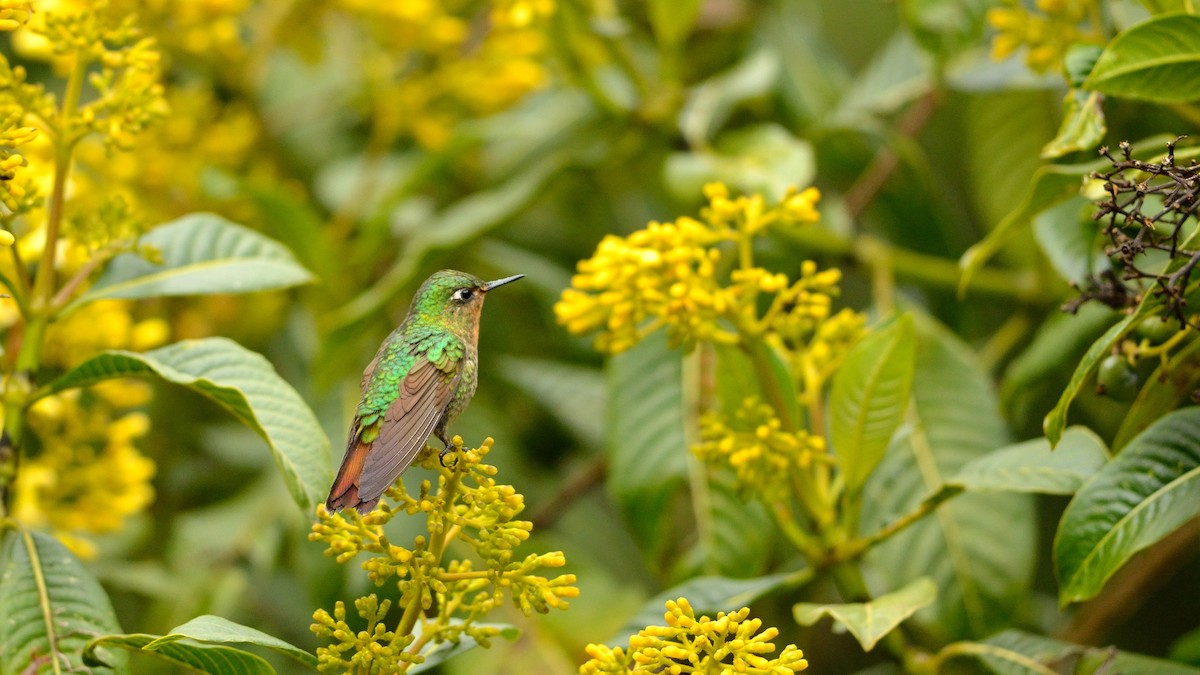 kolibřík dřišťálový - ML42994841