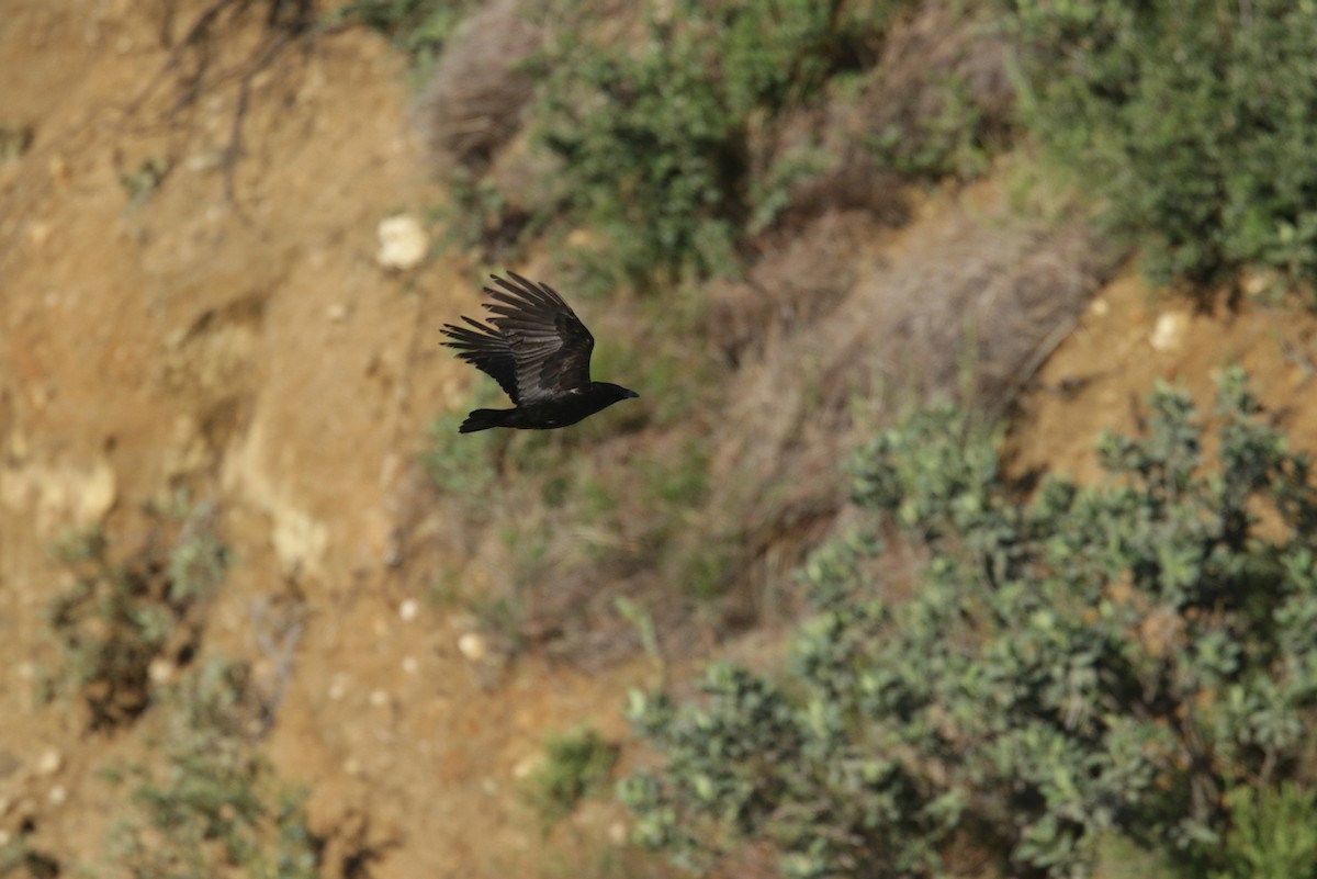 American Crow - ML429948431