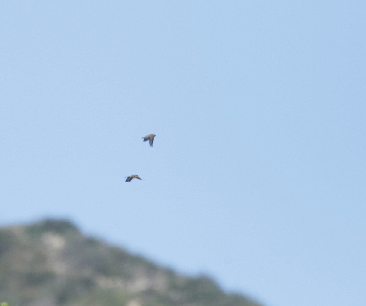 Lawrence's Goldfinch - ML429948591