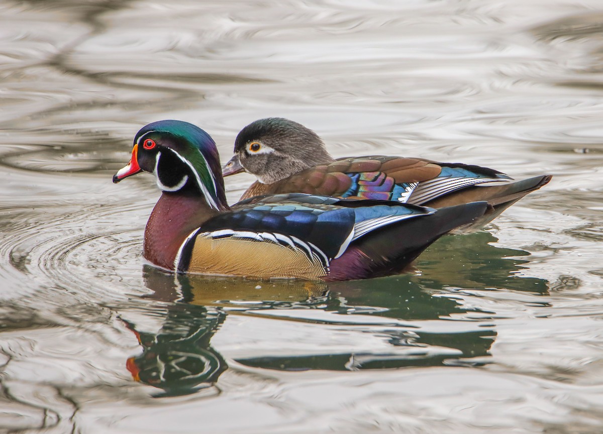 Wood Duck - ML429949691