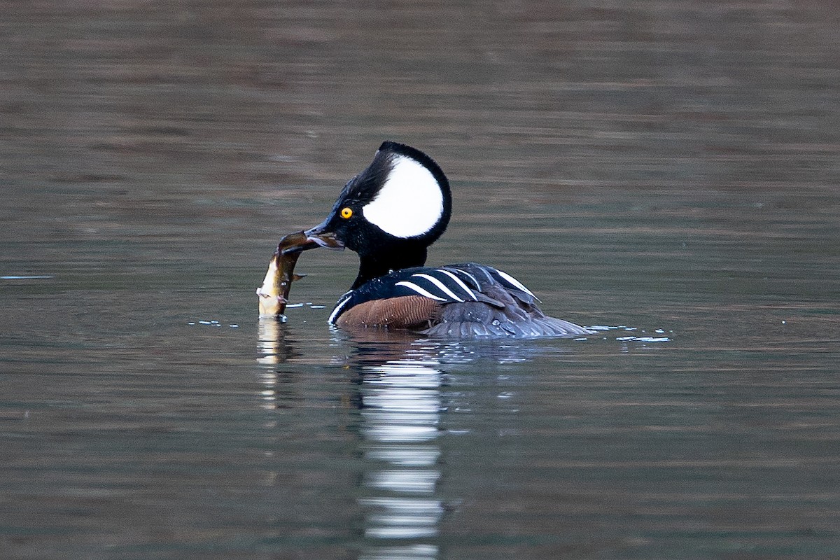 Hooded Merganser - ML429949811