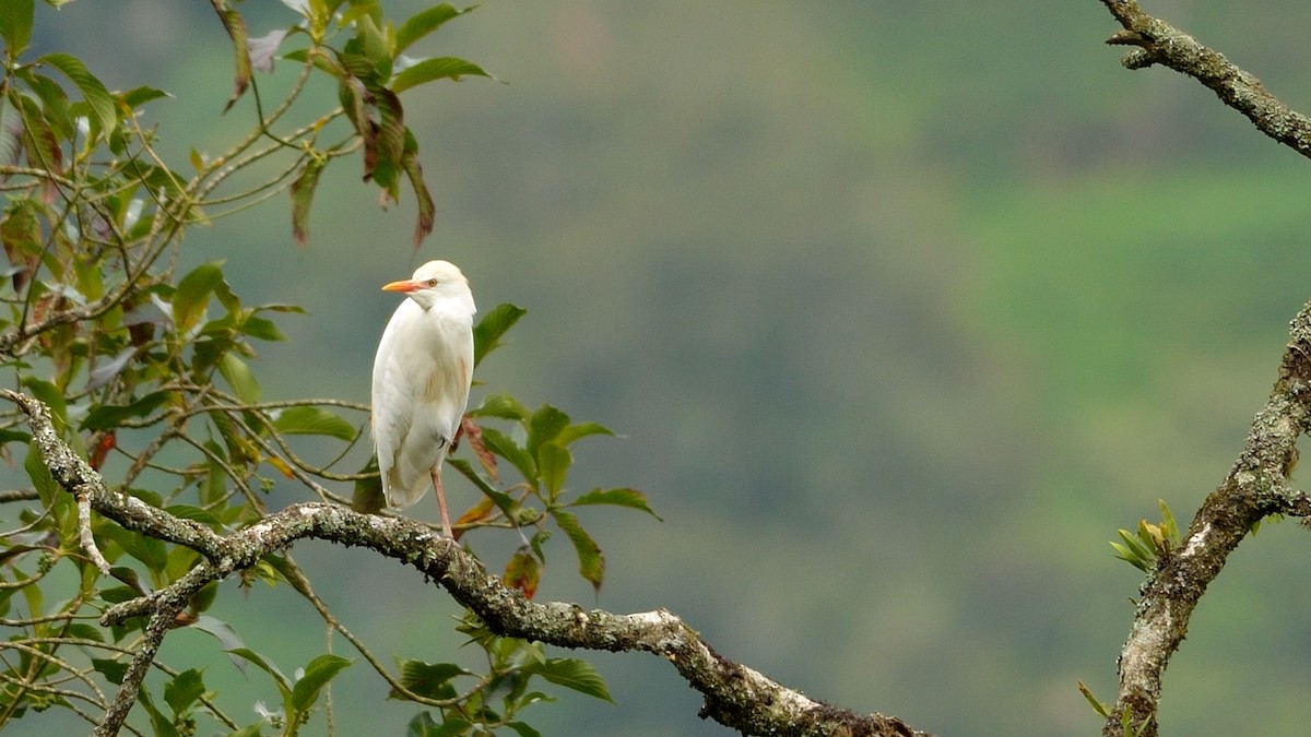 Western Cattle Egret - ML42995001