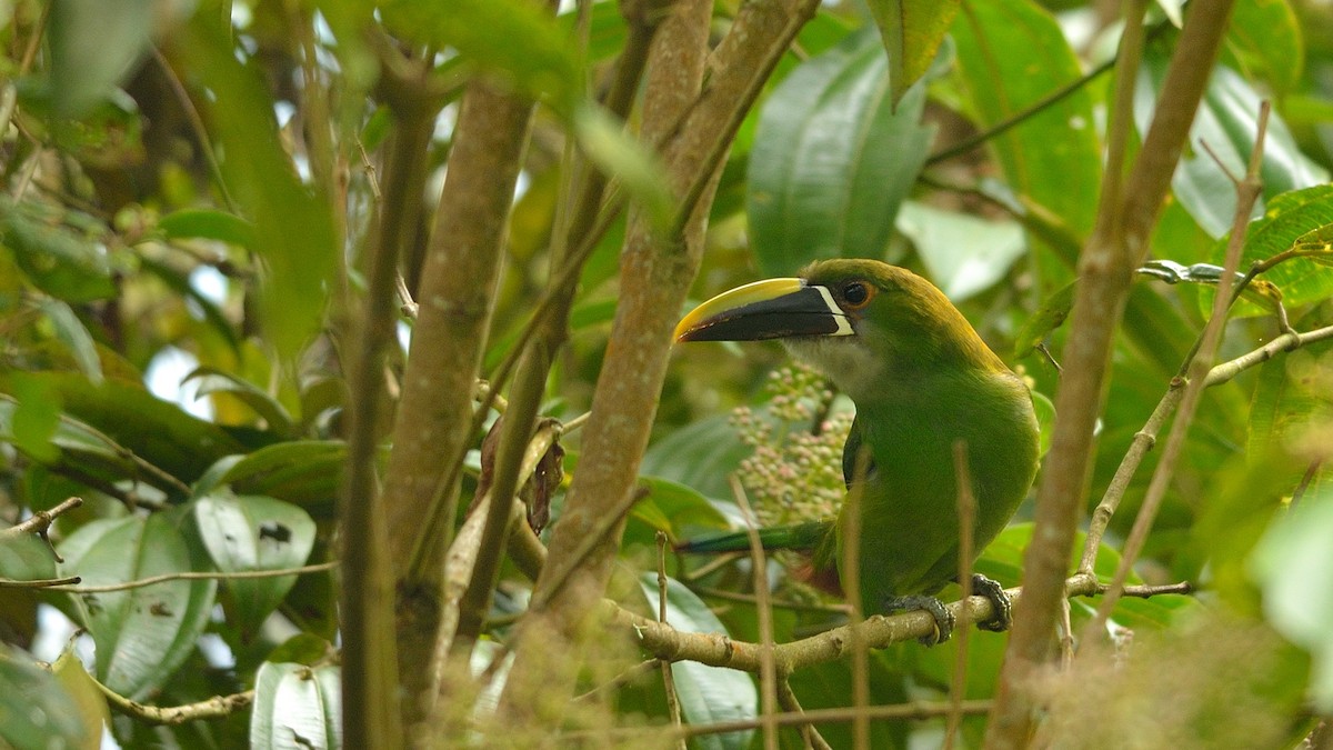 Toucanet à gorge blanche - ML42995011