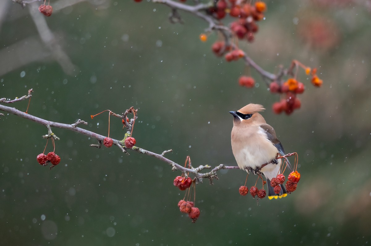 Cedar Waxwing - Kyle Tansley