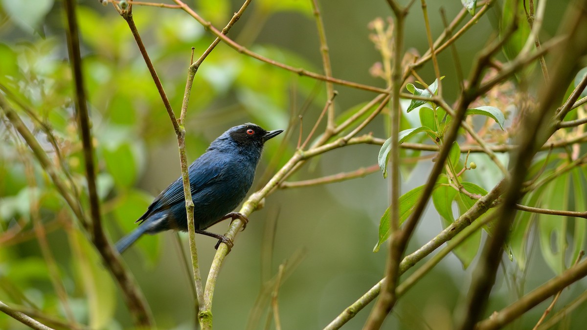 Masked Flowerpiercer - ML42995051