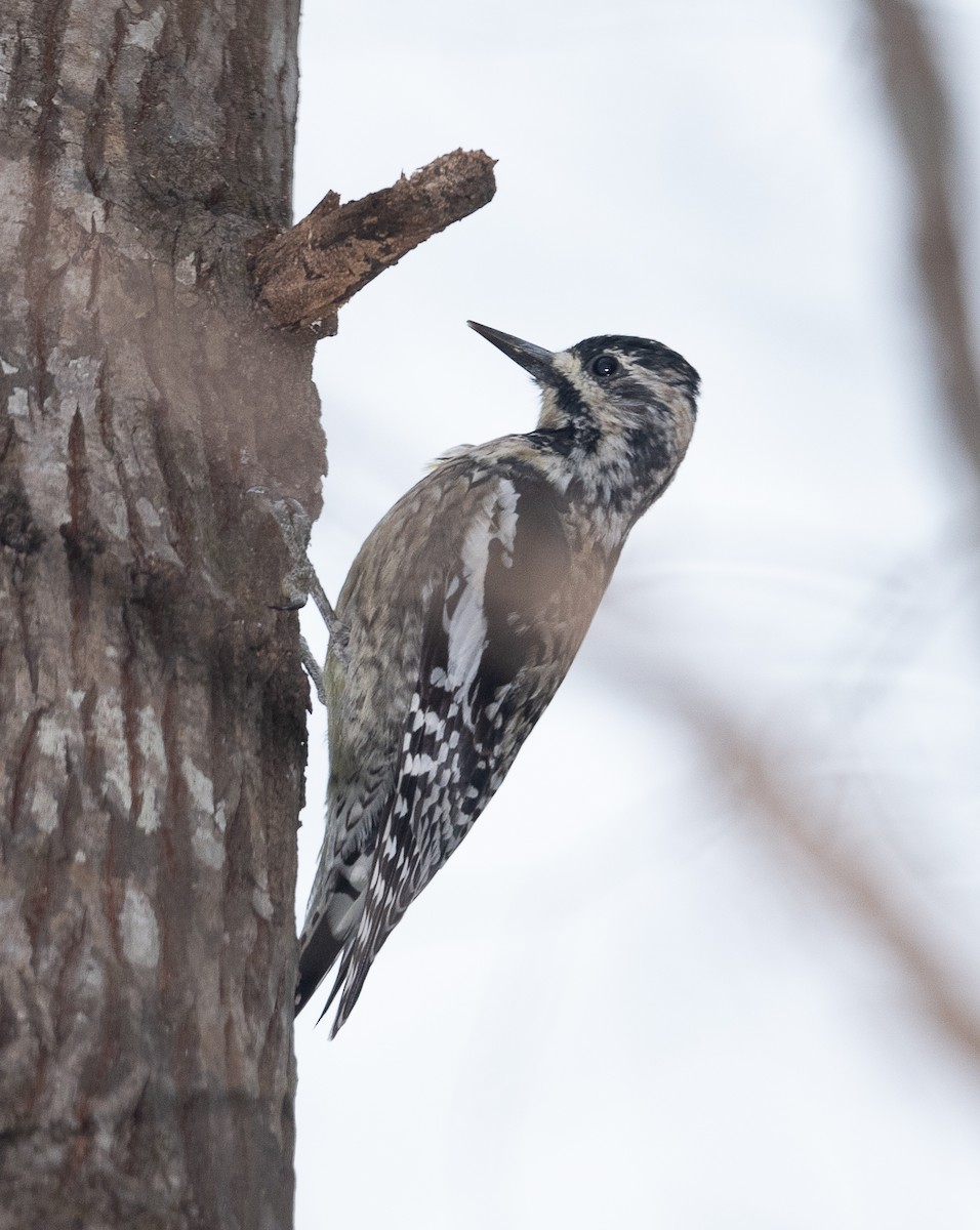 Yellow-bellied Sapsucker - ML429952251