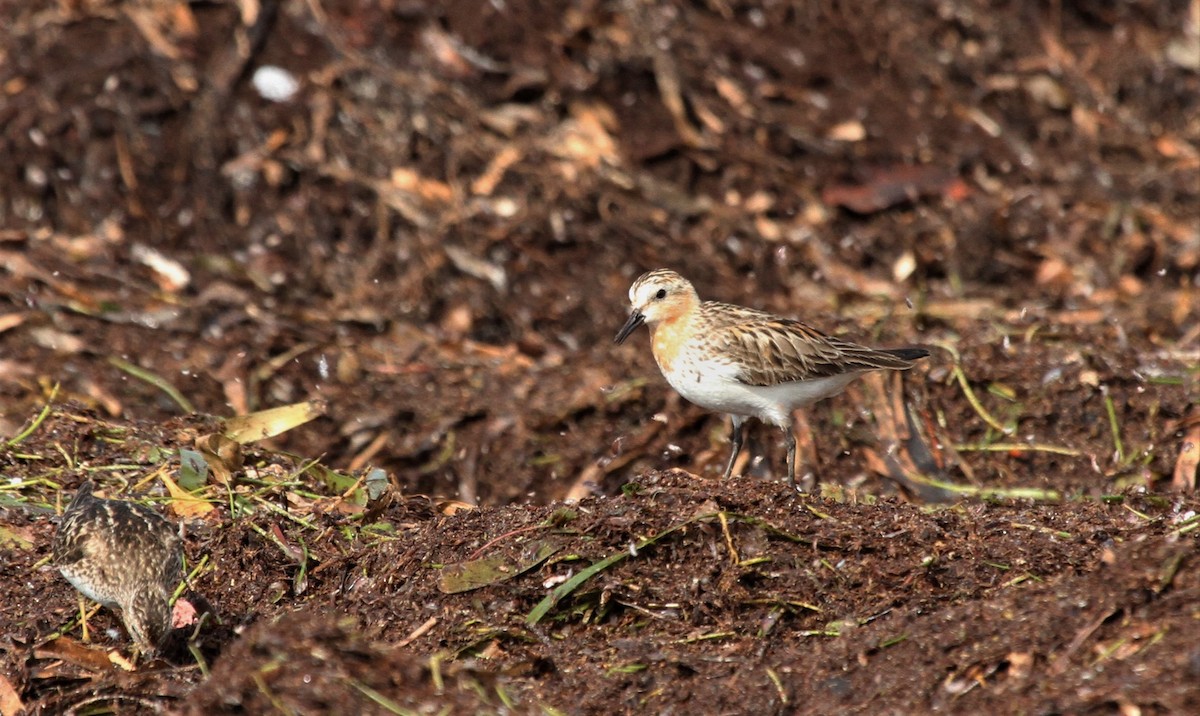 Bécasseau à col roux - ML429952381