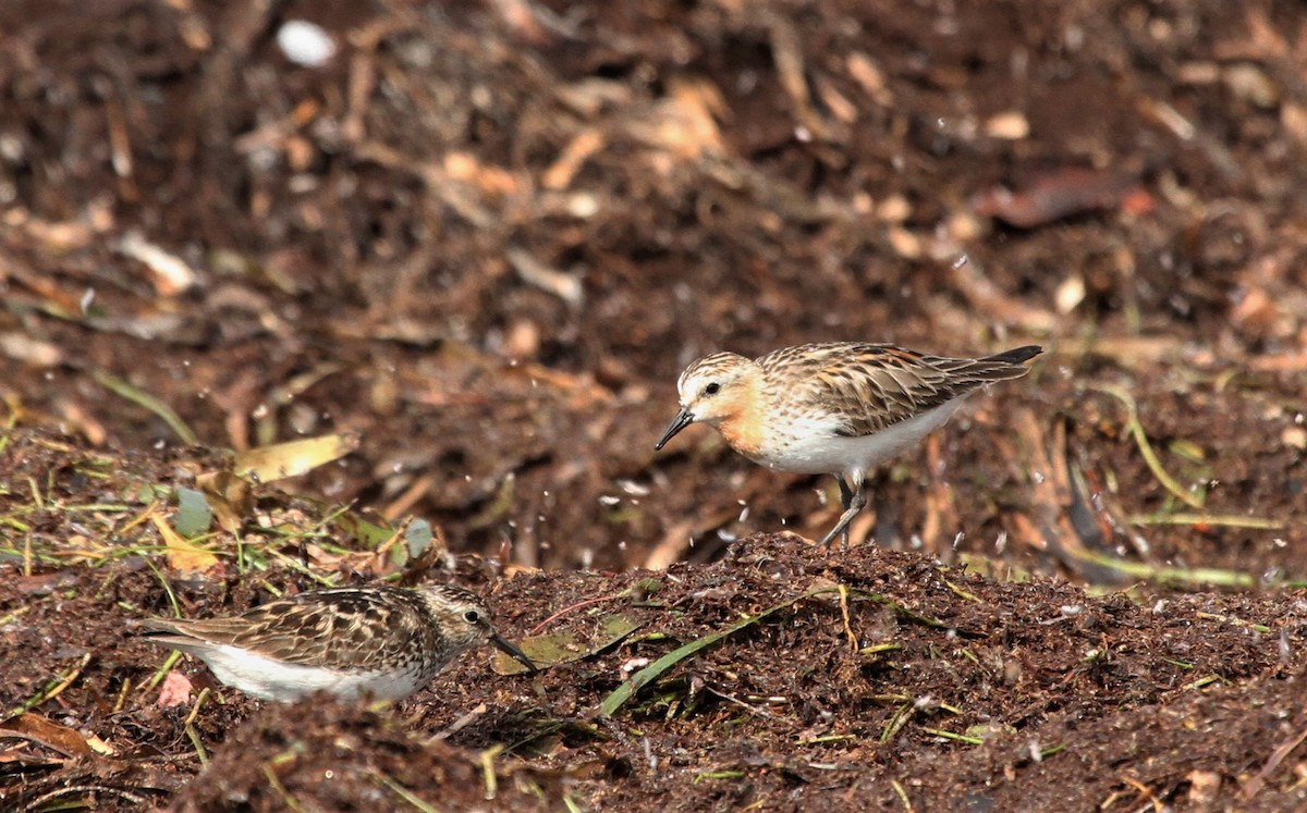 Bécasseau à col roux - ML429952541