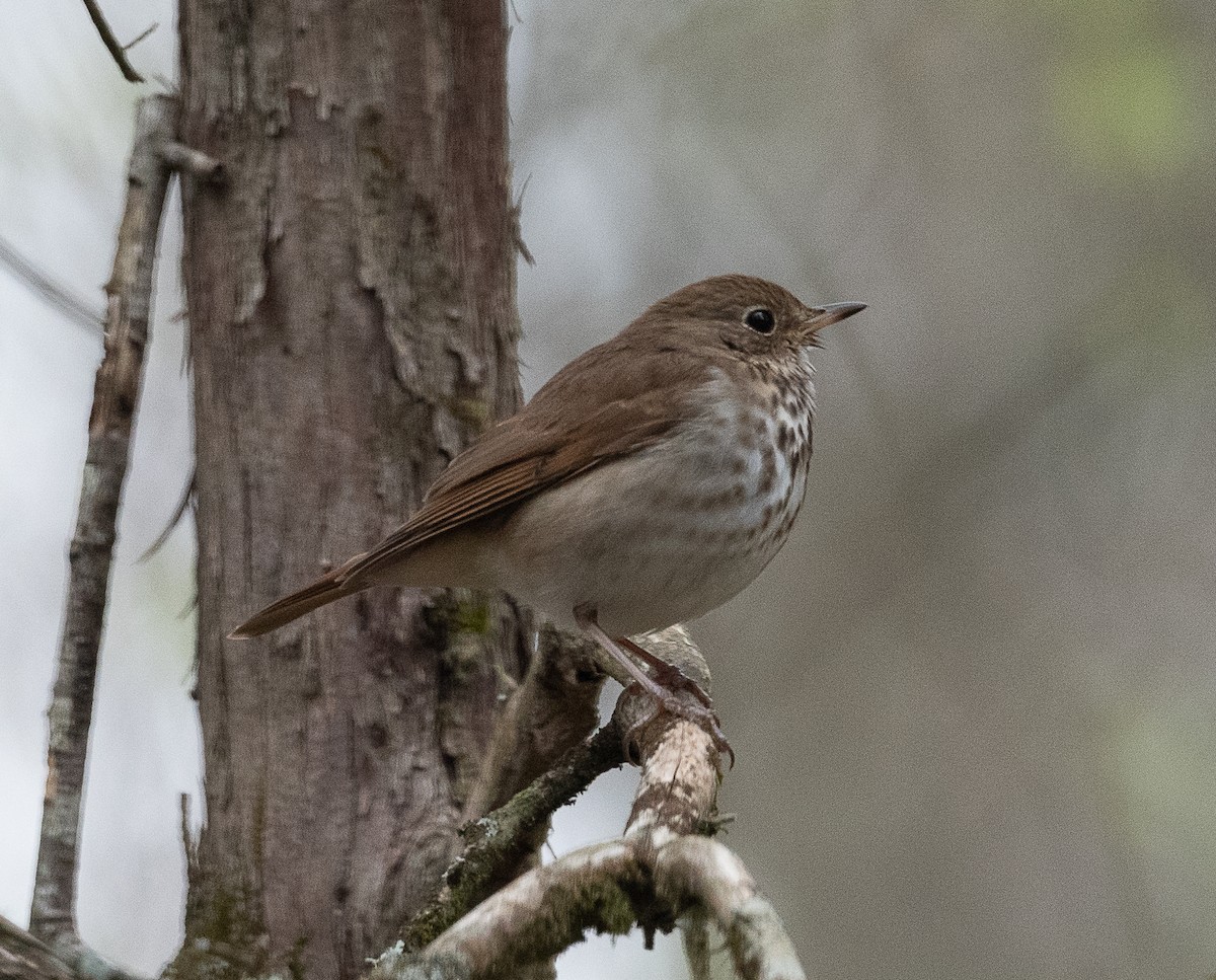 Hermit Thrush - ML429952591