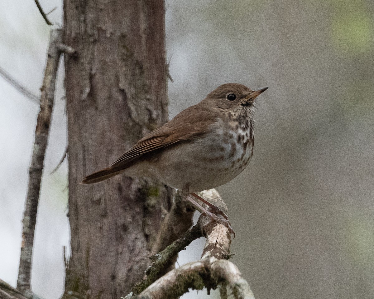 Hermit Thrush - ML429952601