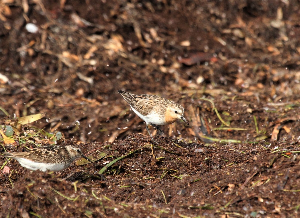 Bécasseau à col roux - ML429952621