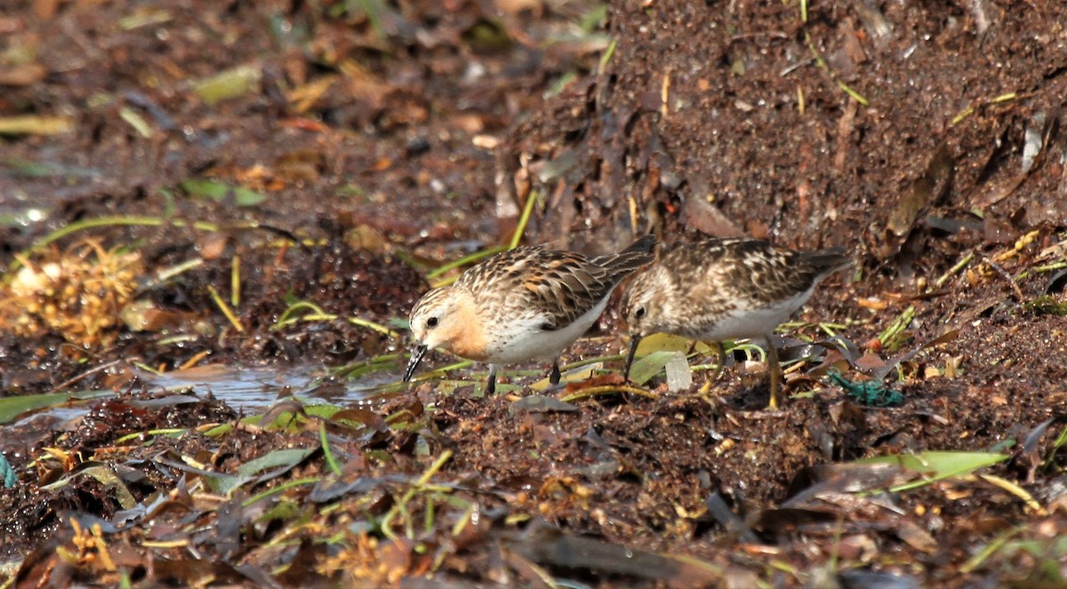 Bécasseau à col roux - ML429952651