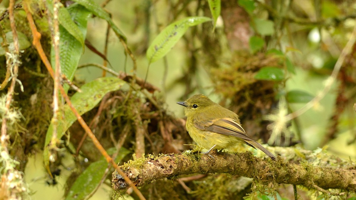 Flavescent Flycatcher - Neil Diaz