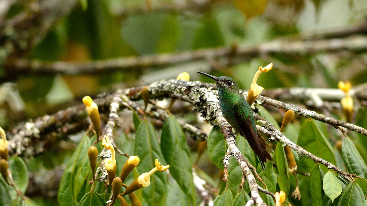 Violet-fronted Brilliant - Neil Diaz