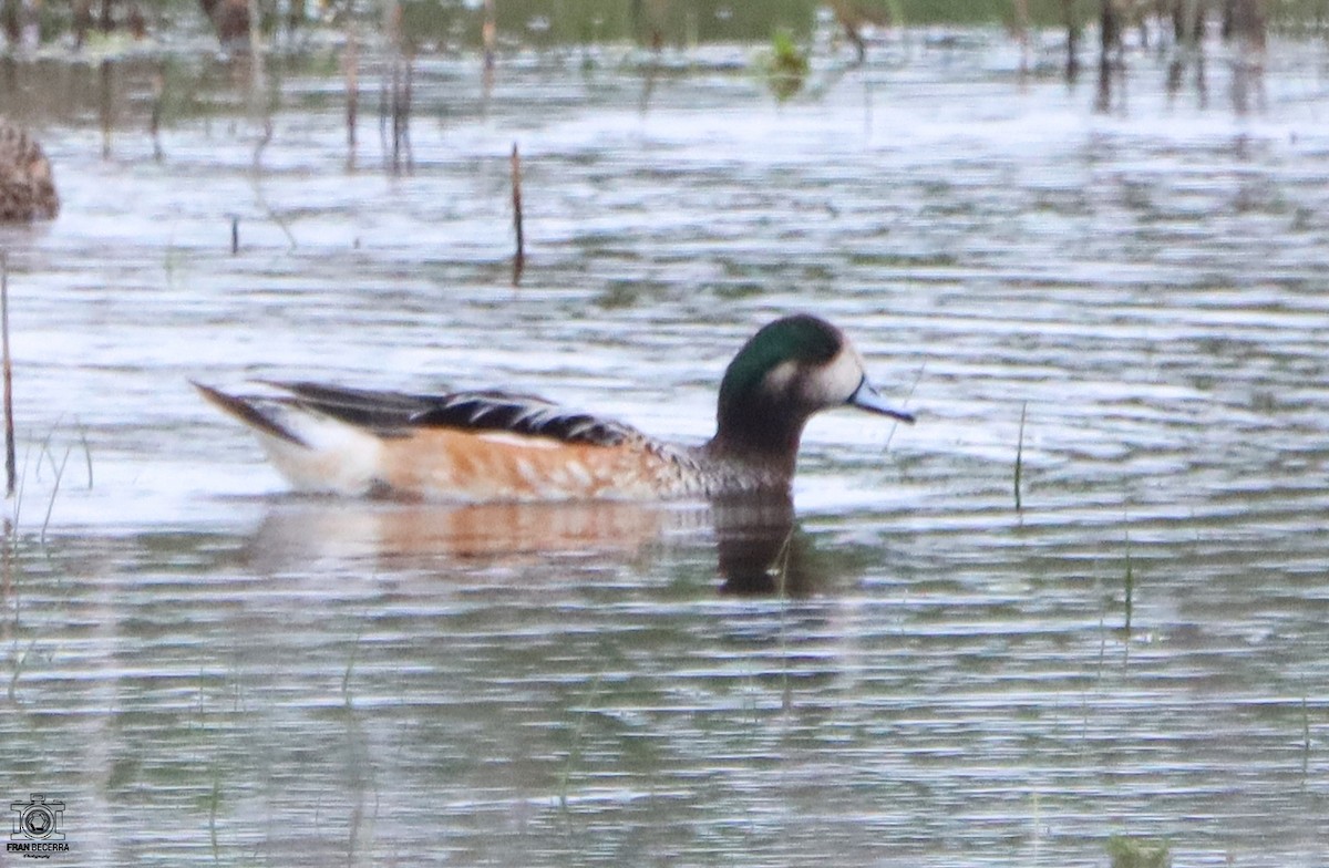 Chiloe Wigeon - ML429953771