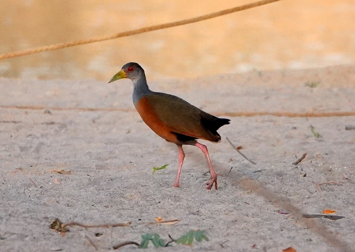 Gray-cowled Wood-Rail - ML429954441