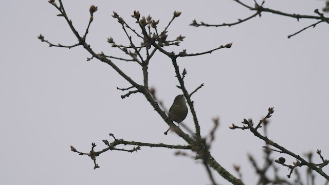 Hutton's Vireo - ML429955051