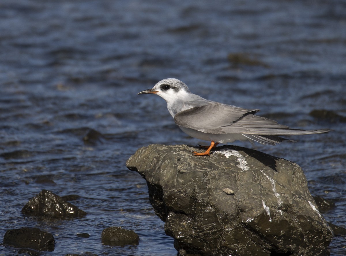 Black-fronted Tern - ML429955421