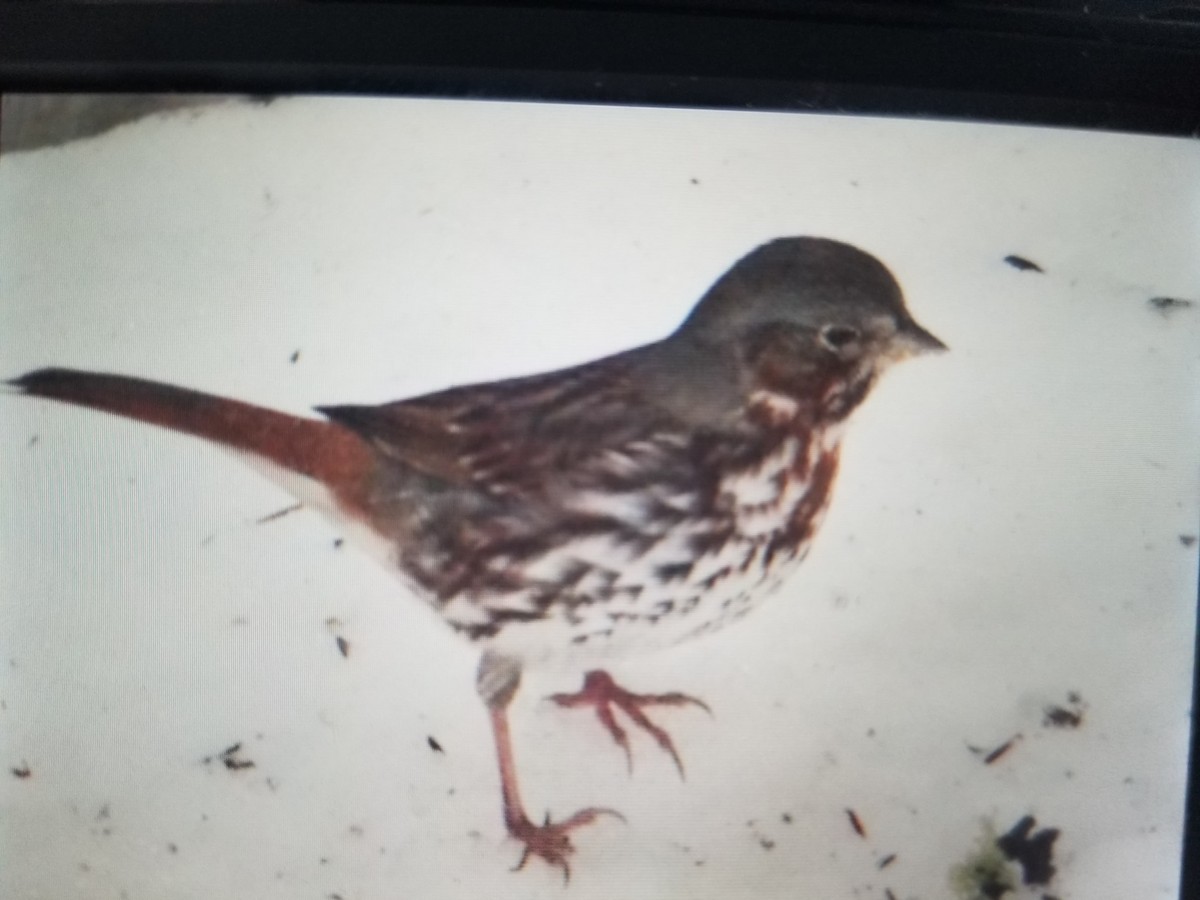 Fox Sparrow - ML429956671