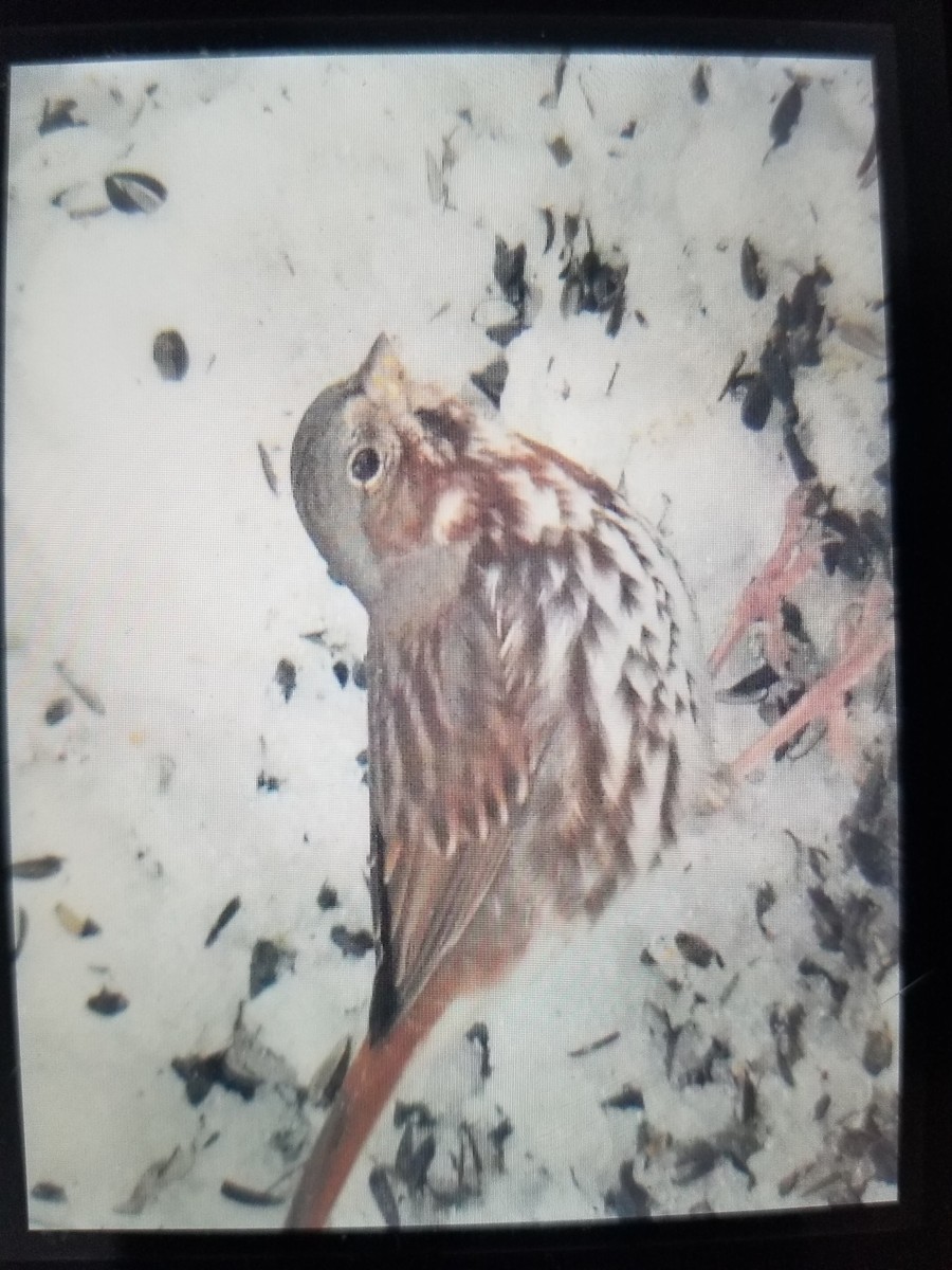 Fox Sparrow - ML429956691