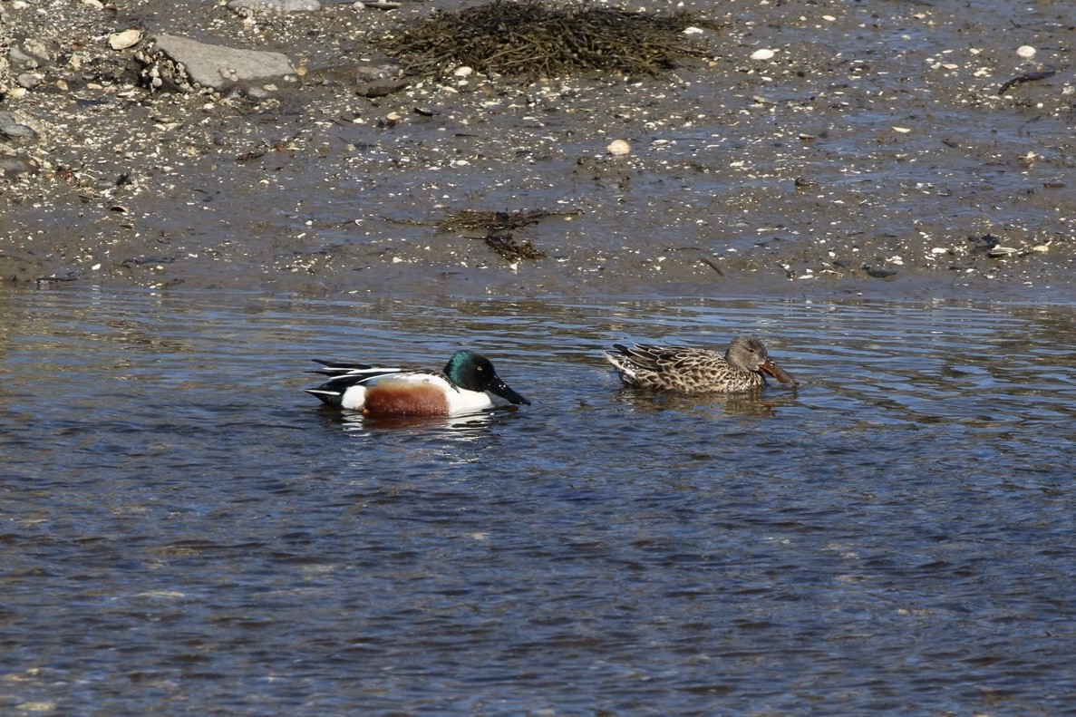 Northern Shoveler - Timothy Skillin