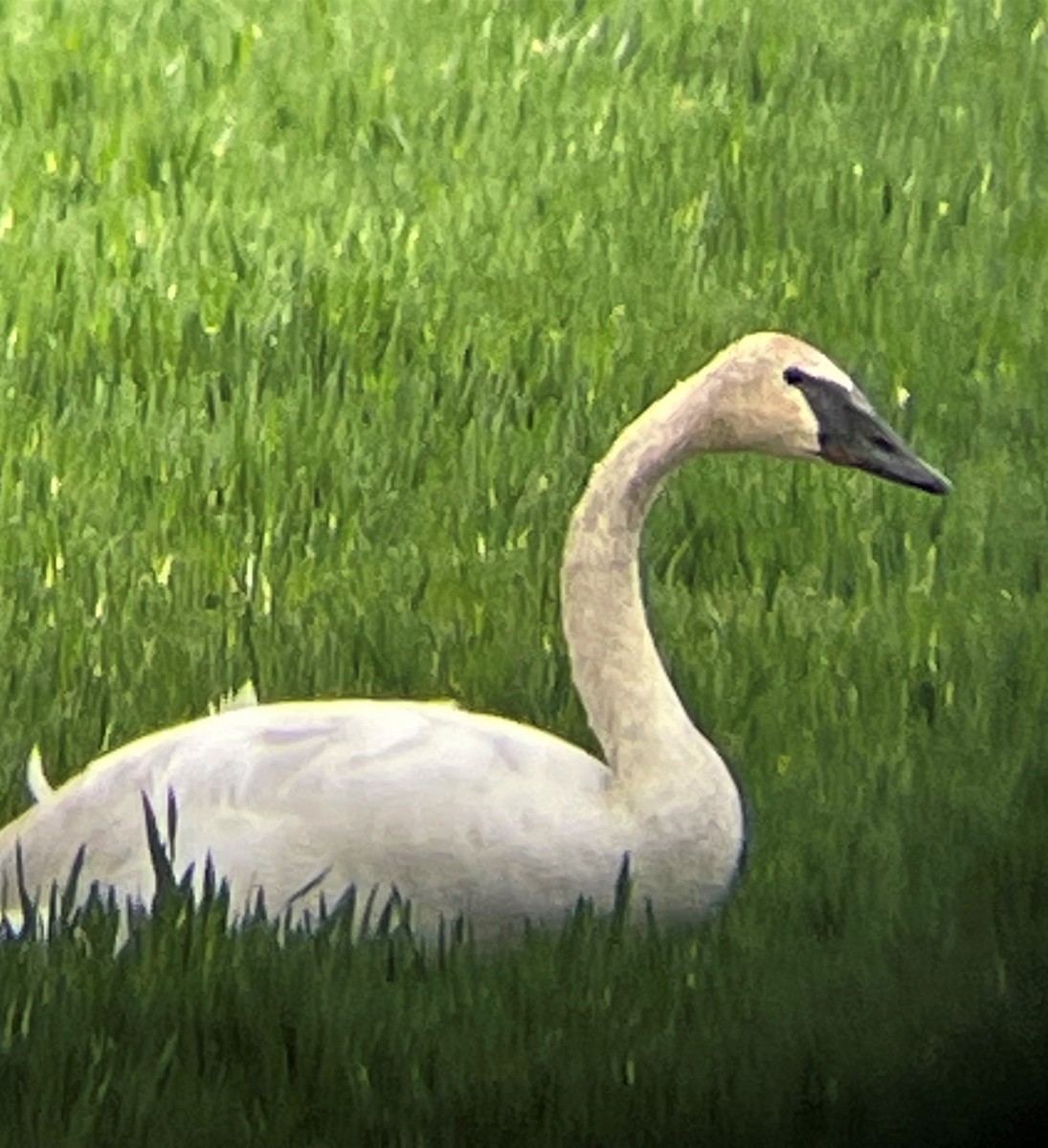 Trumpeter Swan - ML429957281