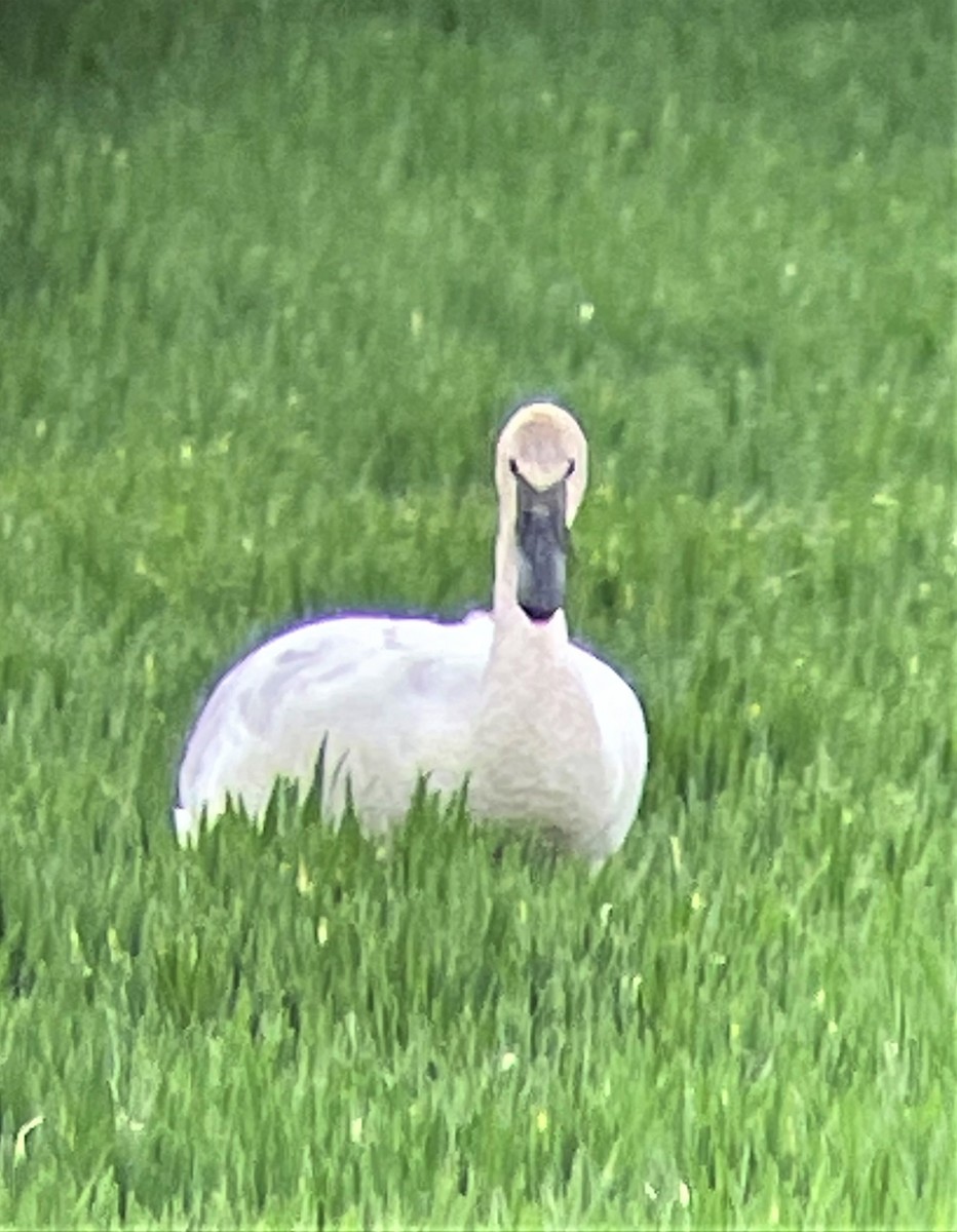 Trumpeter Swan - ML429957641